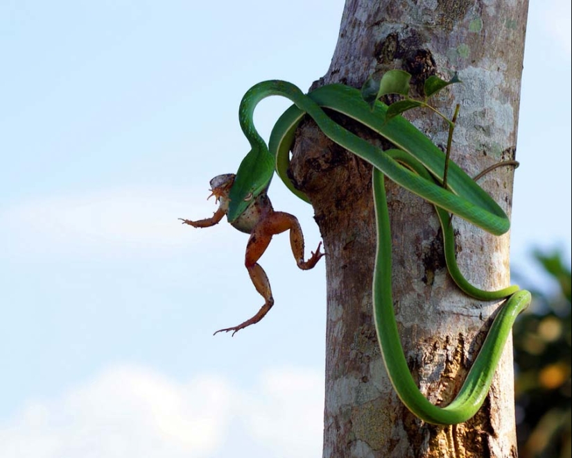 50 photos of adorable snakes