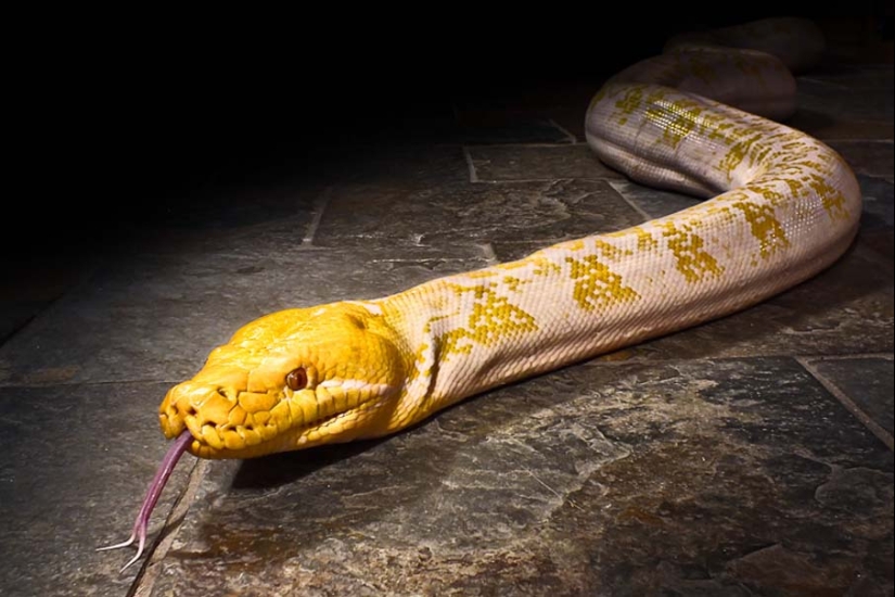 50 photos of adorable snakes