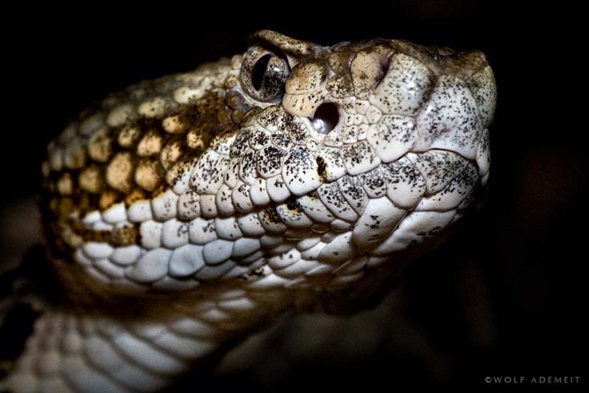 50 photos of adorable snakes