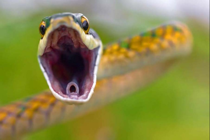 50 photos of adorable snakes