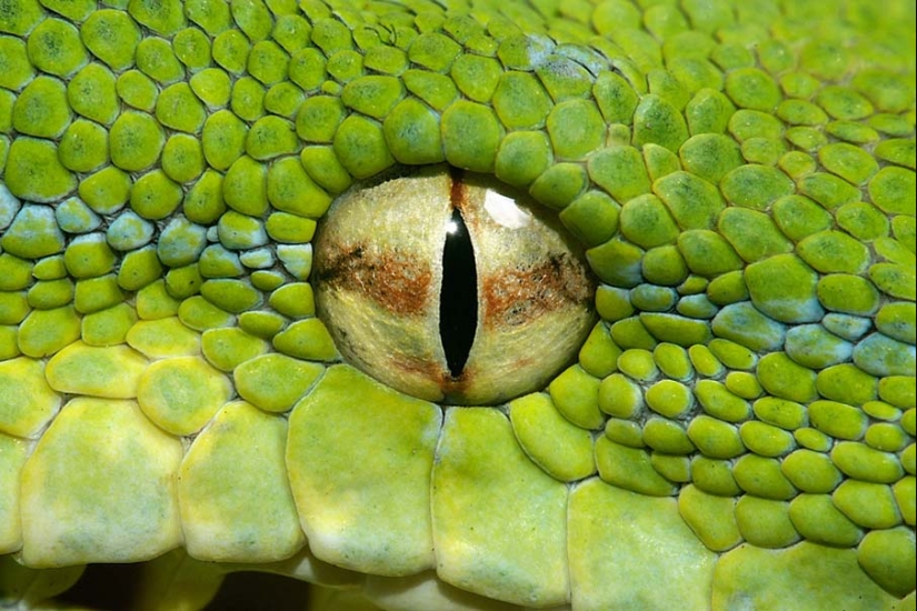 50 photos of adorable snakes