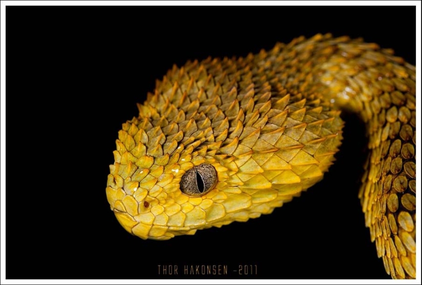 50 photos of adorable snakes