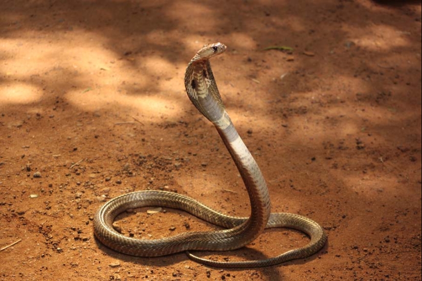 50 photos of adorable snakes