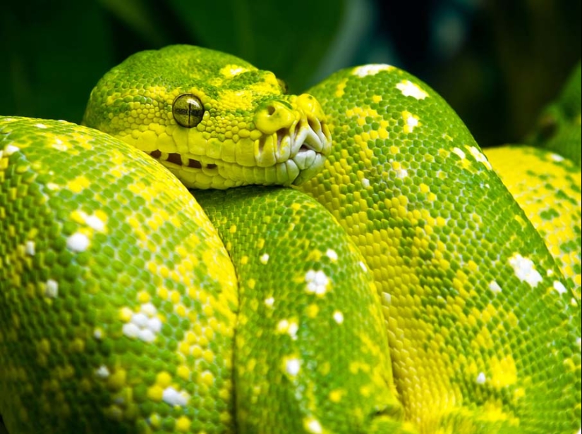 50 photos of adorable snakes