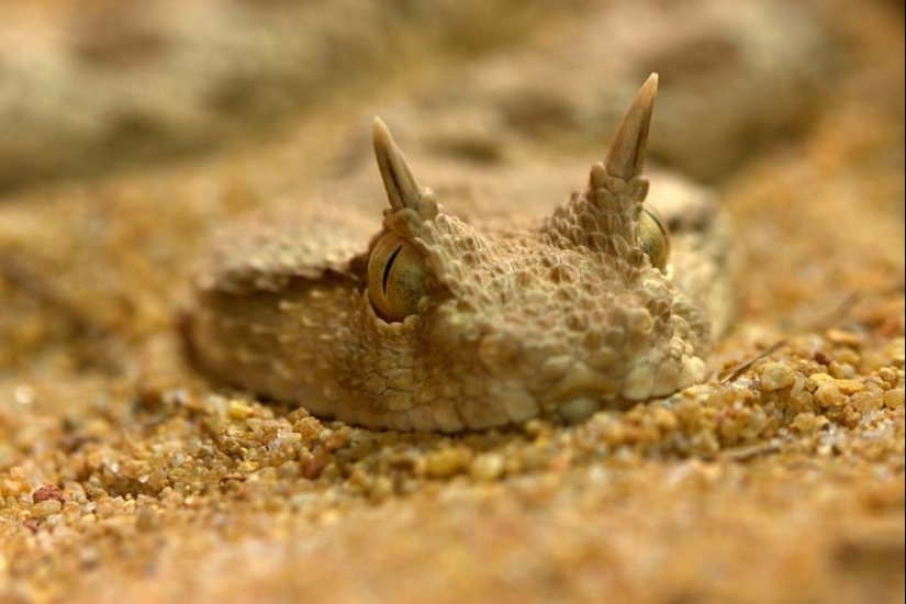 50 photos of adorable snakes