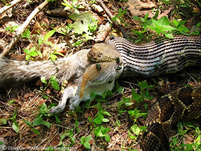 50 photos of adorable snakes