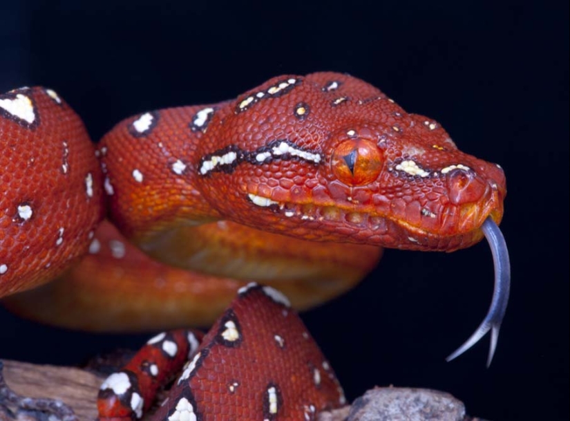 50 photos of adorable snakes