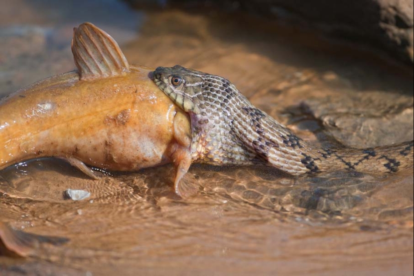 50 photos of adorable snakes