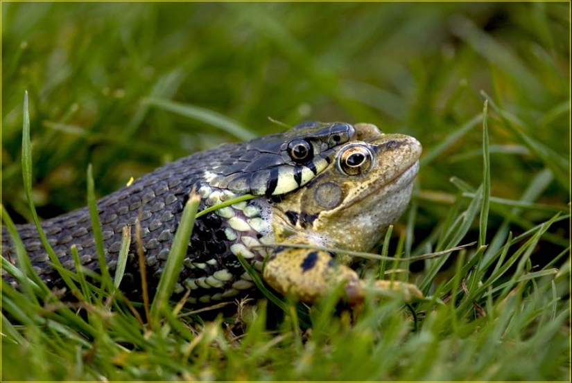 50 photos of adorable snakes