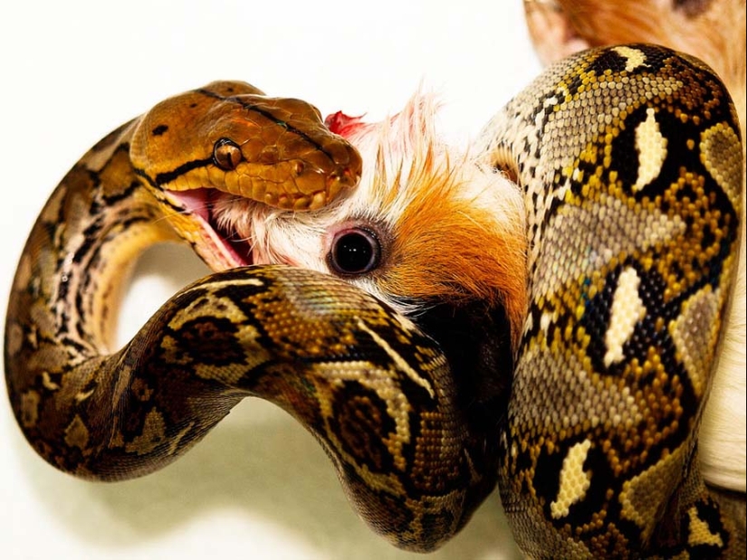 50 photos of adorable snakes