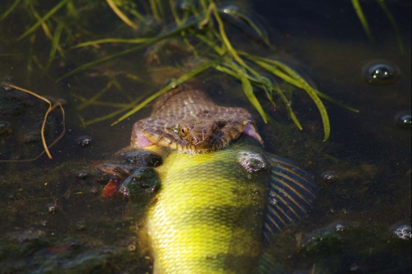 50 photos of adorable snakes