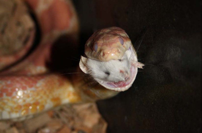 50 photos of adorable snakes