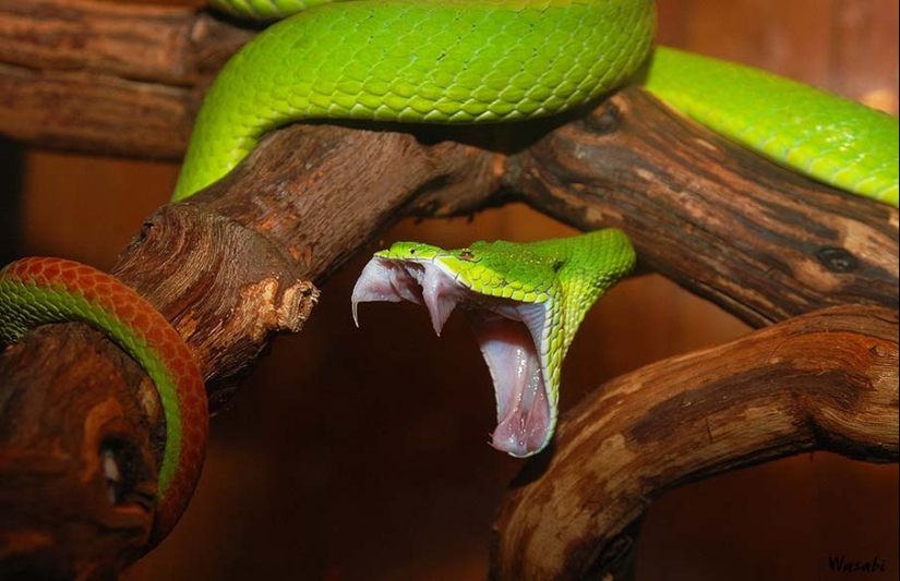 50 photos of adorable snakes