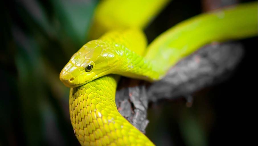 50 photos of adorable snakes