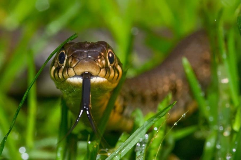 50 photos of adorable snakes