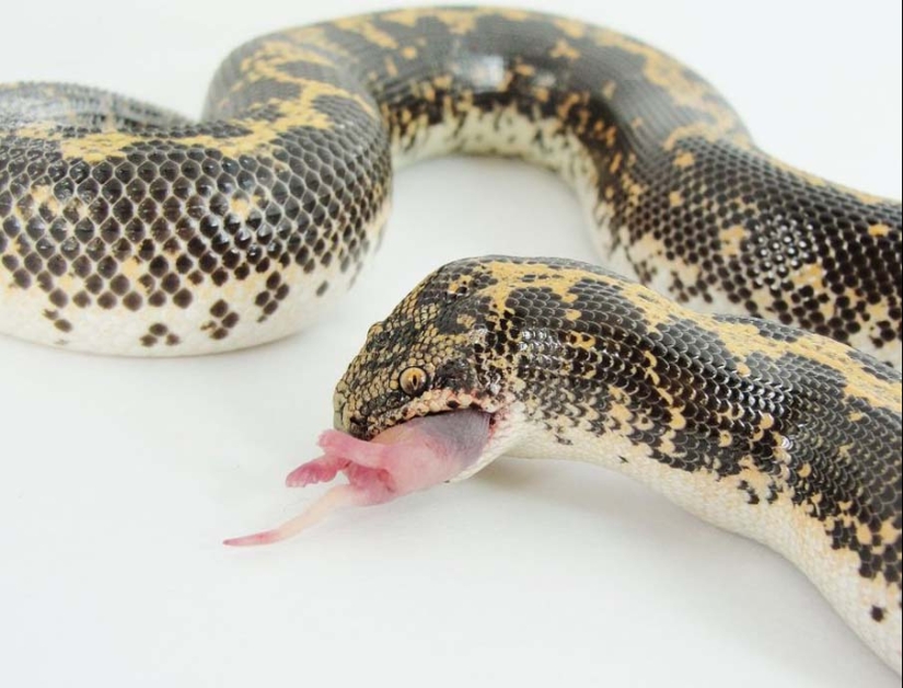 50 photos of adorable snakes