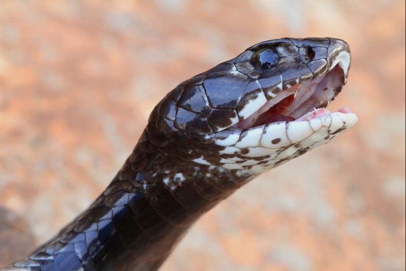 50 photos of adorable snakes