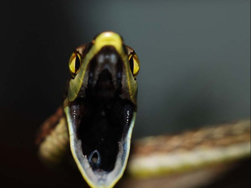 50 photos of adorable snakes