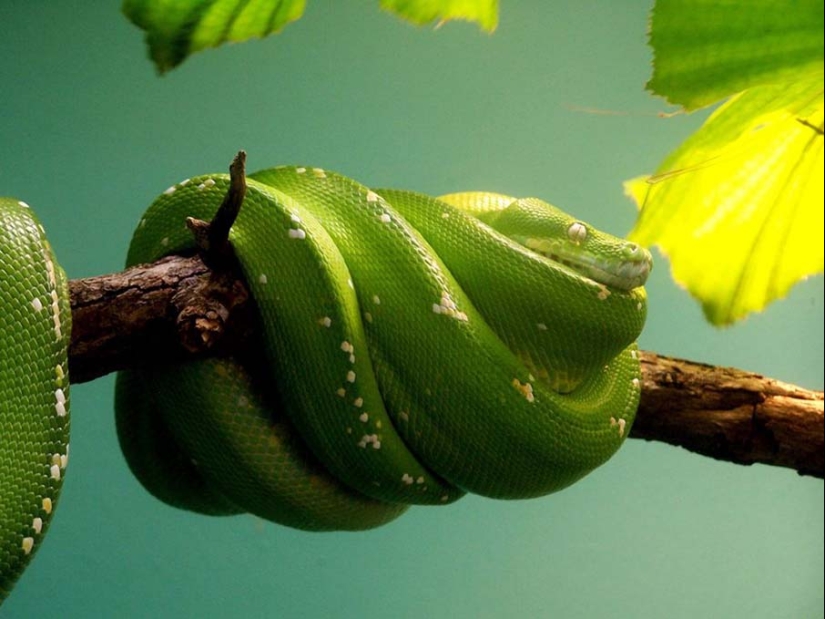 50 photos of adorable snakes