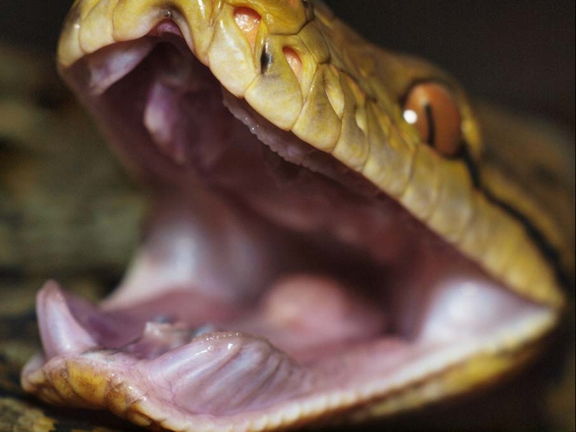 50 photos of adorable snakes