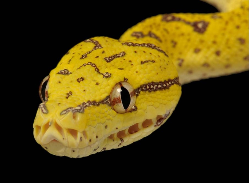 50 photos of adorable snakes