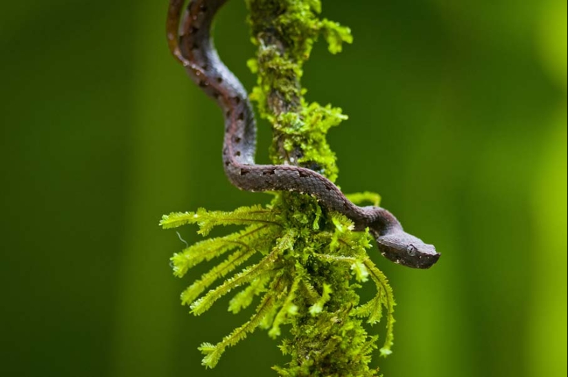 50 photos of adorable snakes