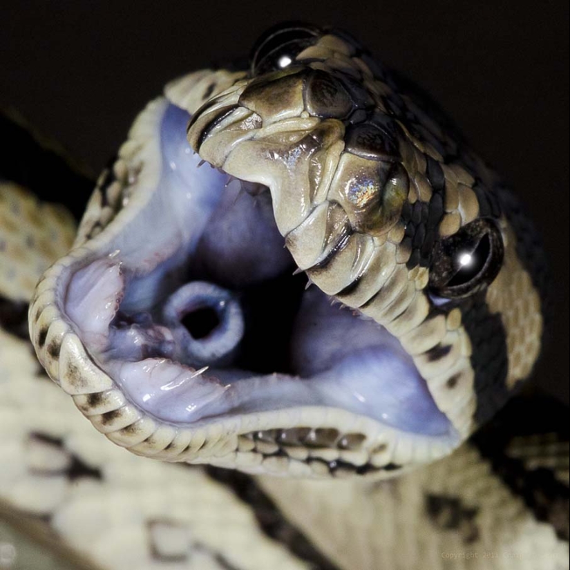 50 photos of adorable snakes