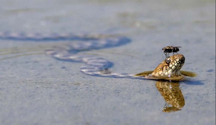 50 photos of adorable snakes