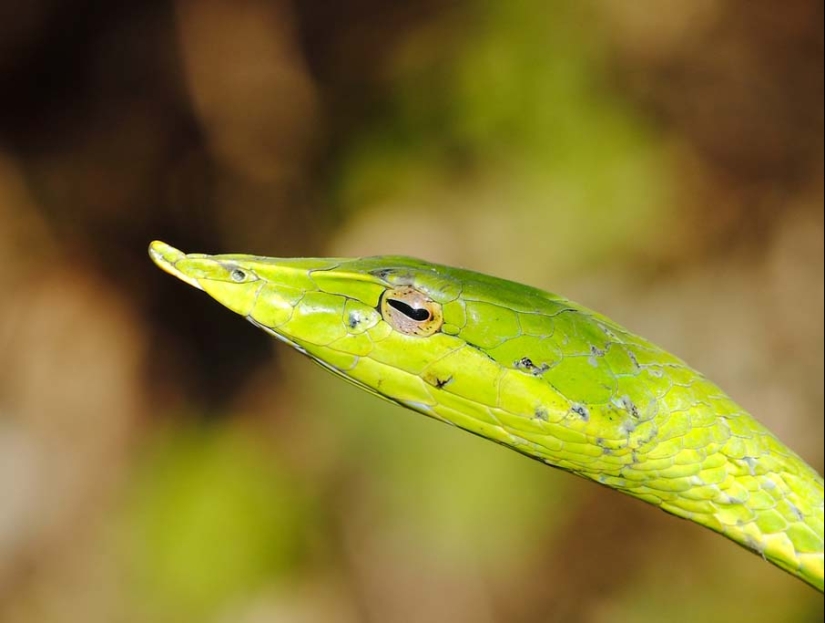 50 photos of adorable snakes