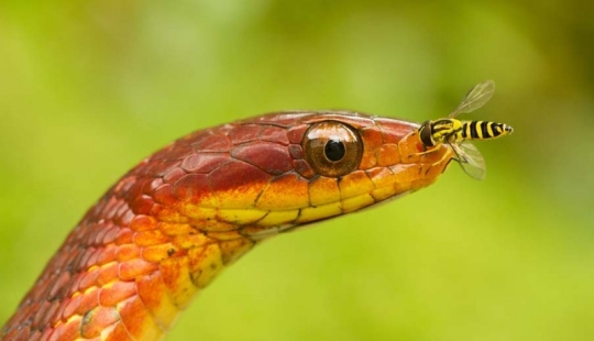 50 photos of adorable snakes