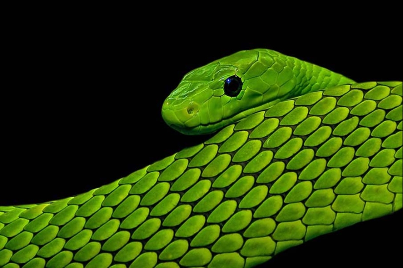 50 photos of adorable snakes