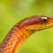 50 photos of adorable snakes