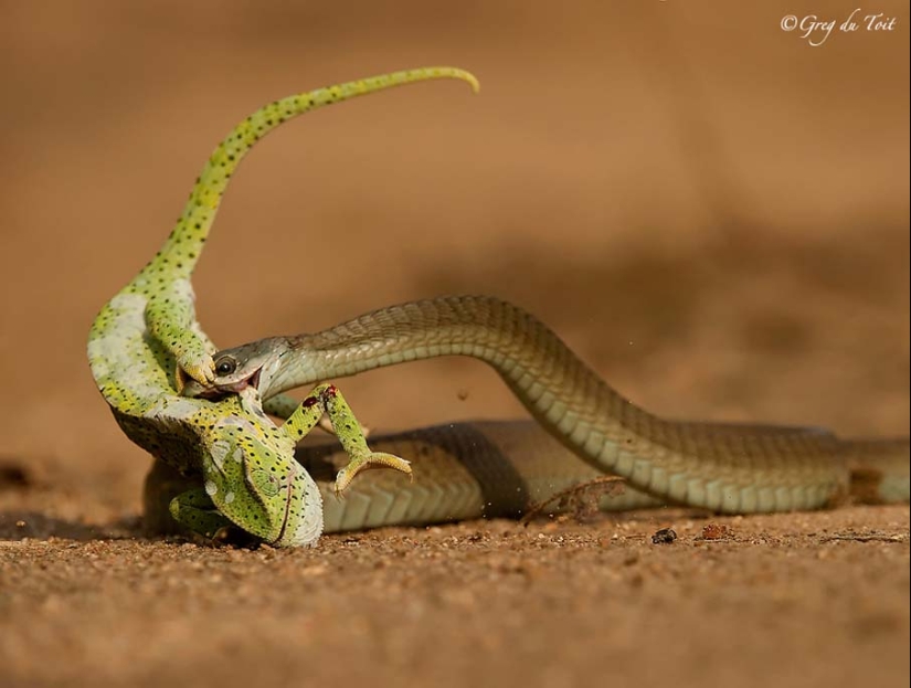 50 photos of adorable snakes