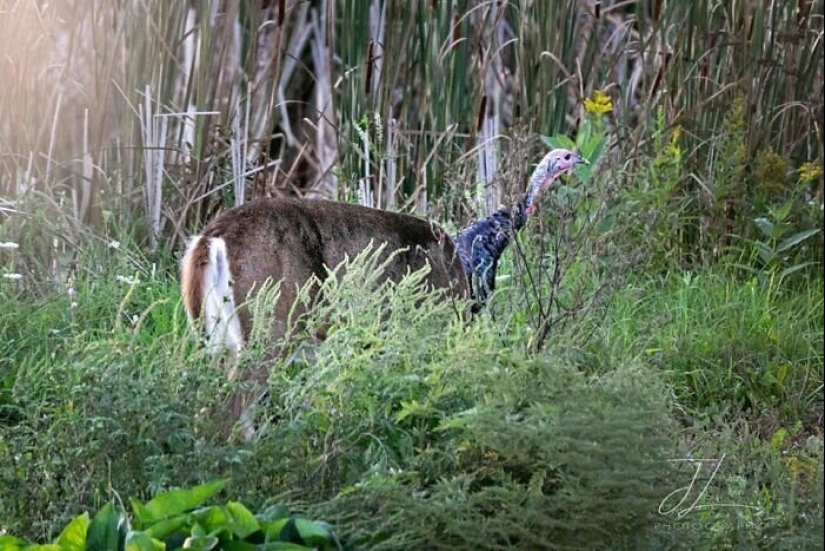 50 tonto, ridículo, indecente fotos de animales