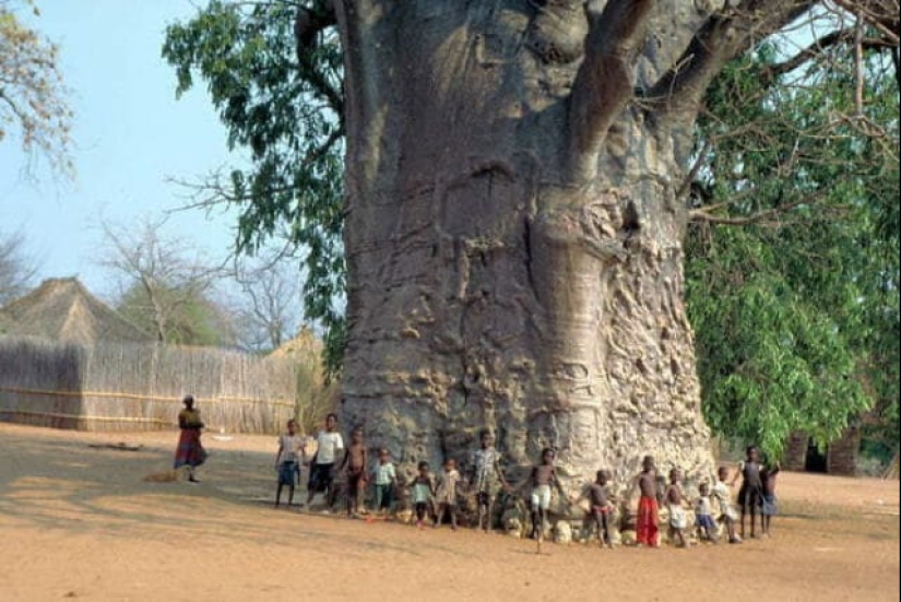 55 fotos impresionantes de cosas fenomenalmente grandes