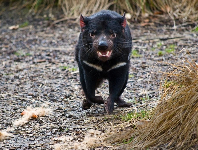 6 animales cuya vida sexual le parecerá familiar a una persona