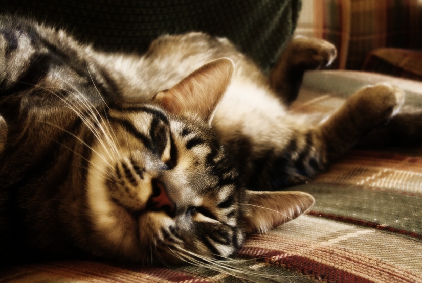 6 cute cat habits and their unexpected explanations