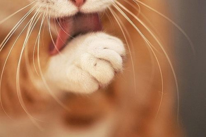 6 cute cat habits and their unexpected explanations