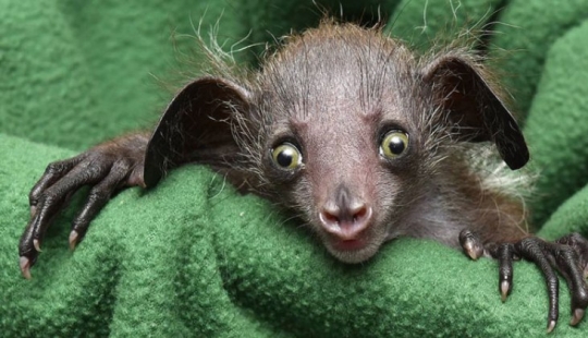 6 facts about the ai-ai — an animal whose name is forbidden to pronounce 6 facts about the ai-ai — an animal whose name is forbidden to pronounce