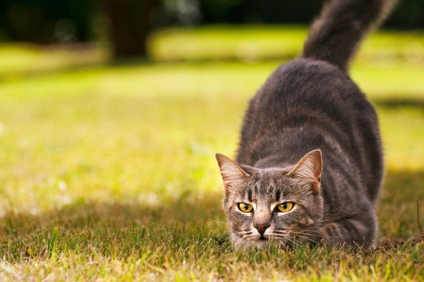 6 hábitos lindos de los gatos y sus explicaciones inesperadas