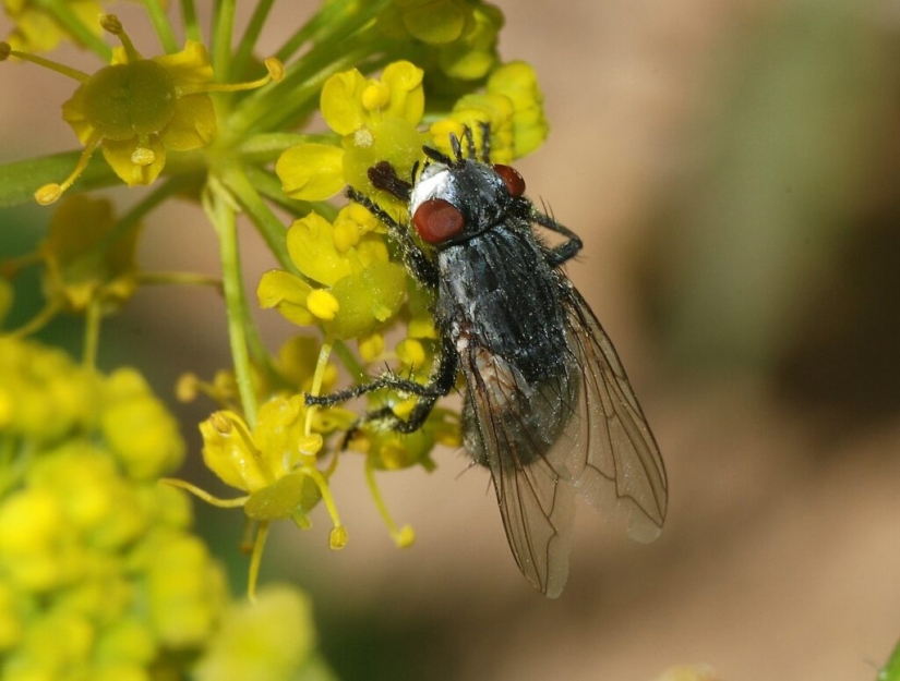 6 tiny creatures capable of causing unbearable pain