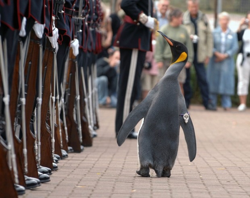 7 animales que han logrado más en la vida que tú