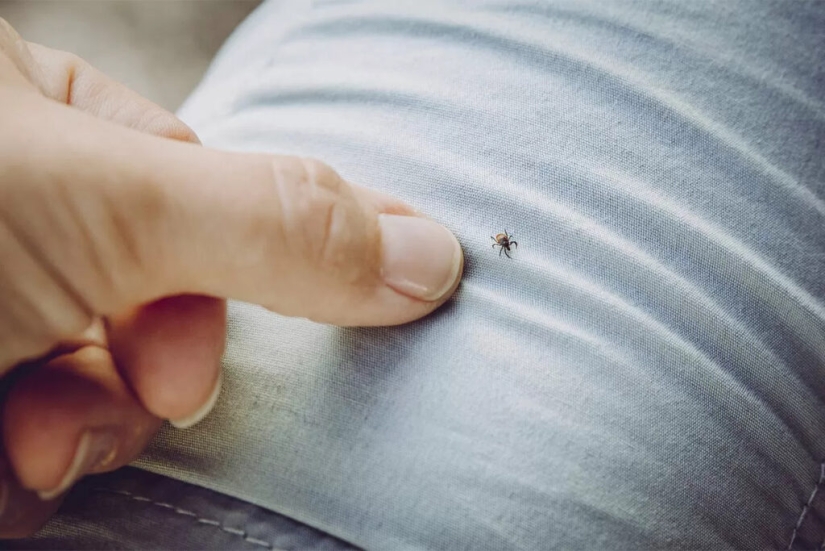 7 consejos sobre cómo evitar una picadura de garrapata