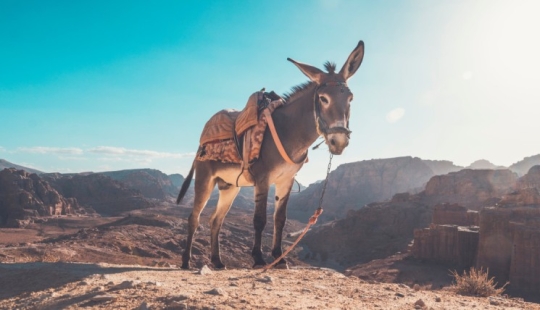 7 curiosidades sobre los burros que te harán respetar a este animal