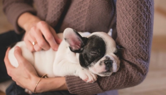 7 datos sobre los beneficios de las Mascotas para la salud humana