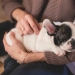 7 datos sobre los beneficios de las Mascotas para la salud humana