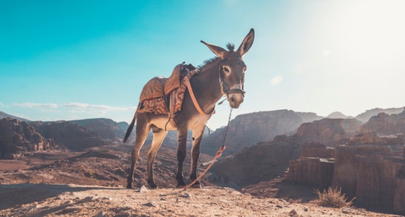 7 facts about donkeys that will make you respect this animal