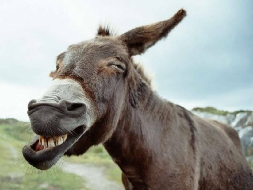 7 facts about donkeys that will make you respect this animal