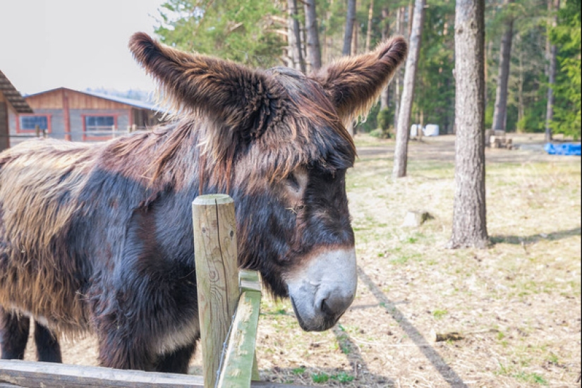 7 facts about donkeys that will make you respect this animal