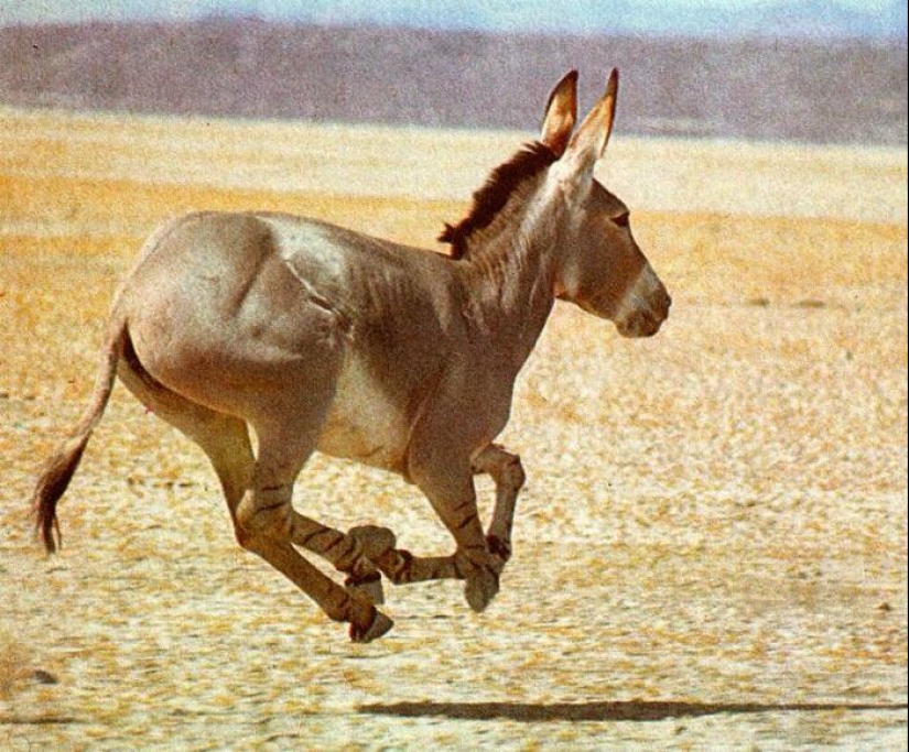 7 facts about donkeys that will make you respect this animal